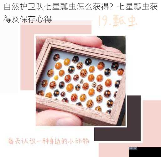 自然护卫队七星瓢虫怎么获得？七星瓢虫获得及保存心得