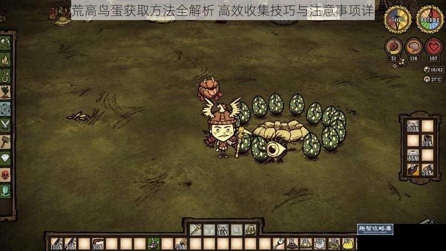 饥荒高鸟蛋获取方法全解析 高效收集技巧与注意事项详解
