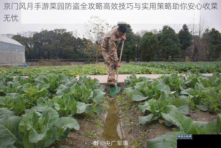 京门风月手游菜园防盗全攻略高效技巧与实用策略助你安心收菜无忧